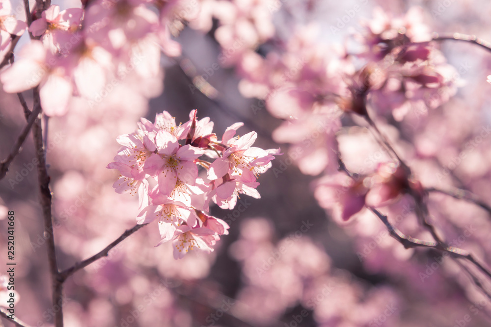 Japanese cherry Blossom (Sakura tree) spring season or hanabi season in japan, outdoor pastel color background Japanese cherry Blossom (Sakura tree) spring season or hanabi season in japan, outdoor pastel color background