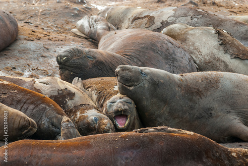  Elephant seal, Hannah Point, Antartic peninsula.