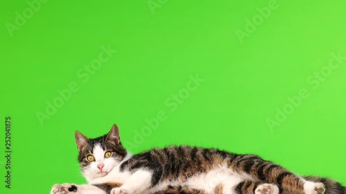gray cat lying and leaves a frame on a green background