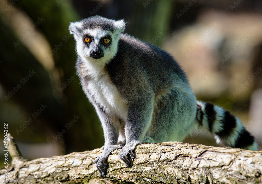 Ring tailed lemur (Lemur Catta) in a forest. Ring tailed lemur (Lemur Catta) in a forest.