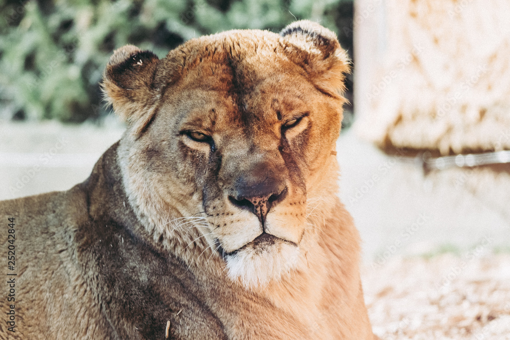 Obraz premium Portrait d'une lionne