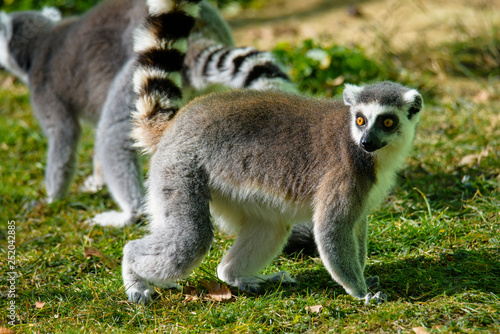 Ring tailed lemur (Lemur Catta) in a forest. © milanvachal