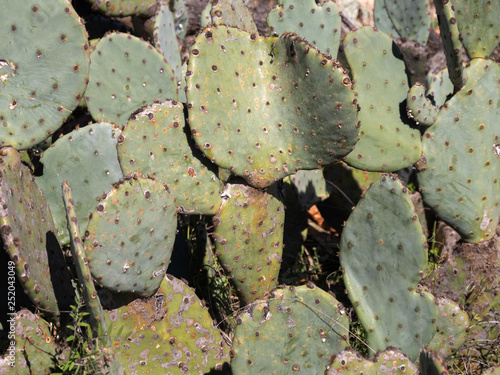 Bild auf Leinwand Prickly Pear Cactus