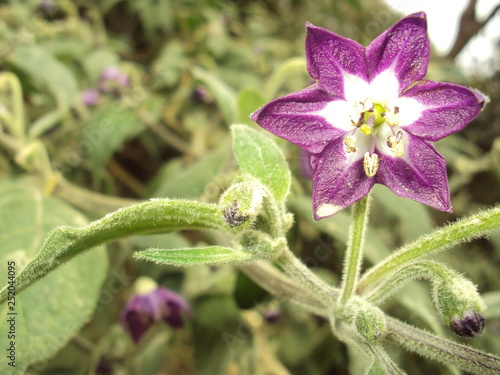 Flor de locoto o ají  photo