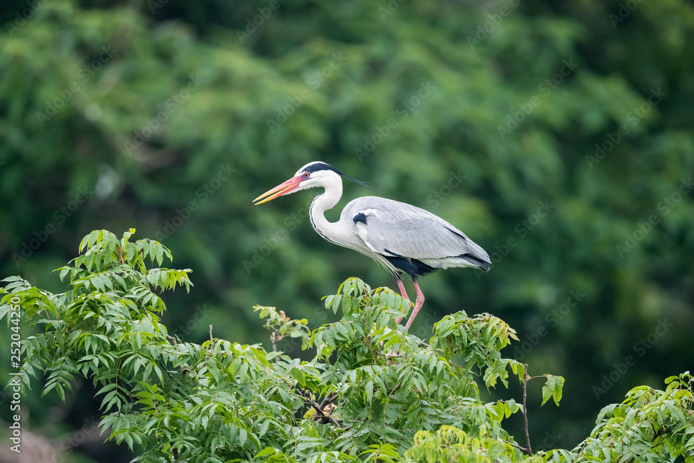 Fototapeta premium grey heron, ardea cinerea