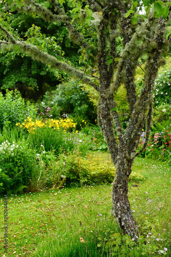 Fototapeta premium Spanish moss and lichens on Cherry tree in The Flower Garden in rain south of Cawdor Castle Scotland UK