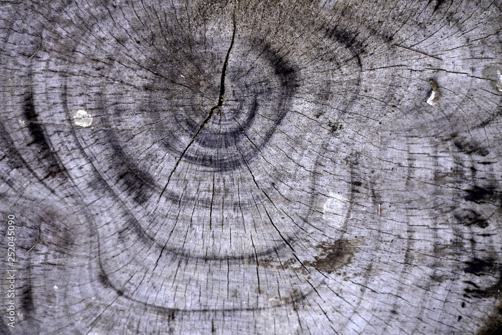 Fototapeta premium Rough wooden texture background