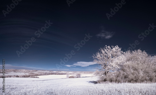 infrared photography - ir photo of landscape with tree under sky with clouds - the art of our world and plants in the infrared camera spectrum © klickit24