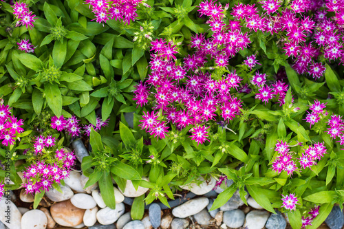 Phlox drummondii are blooming in gardens. photo