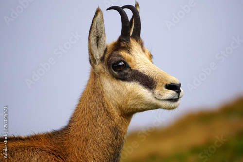 Tableau sur toile Tatra chamois (Rupicapra rupicapra tatrica) in a mountain natural environment