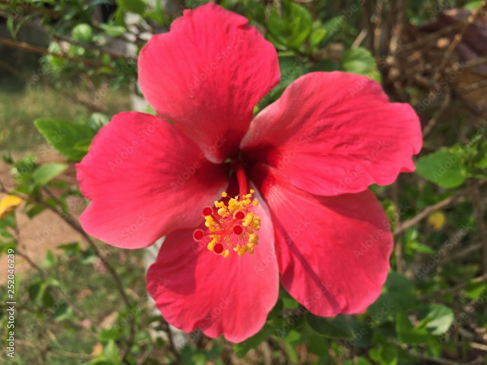 Hibiscus flowers in the garden.