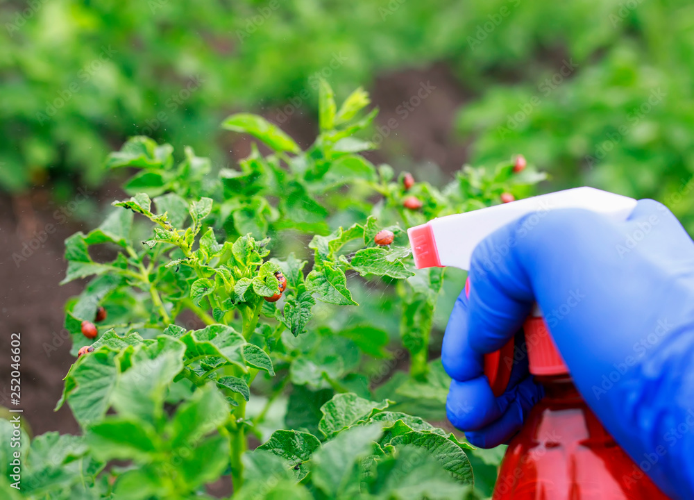 Fototapeta premium hand in gloves performs agricultural work by processing of the spray from the red harmful larvae of the Colorado beetle pest on the green tops in the summer garden