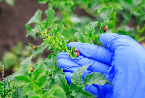 hand in a rubber glove collects red harmful larvae of Colorado potato beetle from the tops of the summer garden