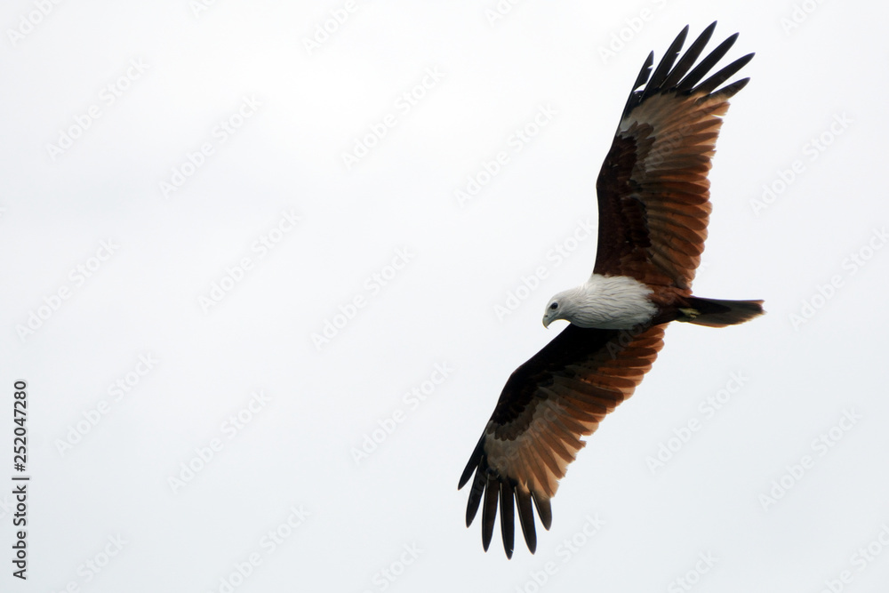 Brahmin kite, Langkawi, Malaysia