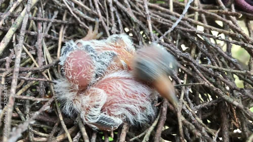An image of a baby bird , Jambu fruit-dove on the nest An image of a baby bird , Jambu fruit-dove on the nest
