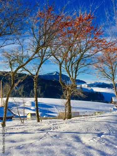 Winter, Landschaft, tranquil, sun