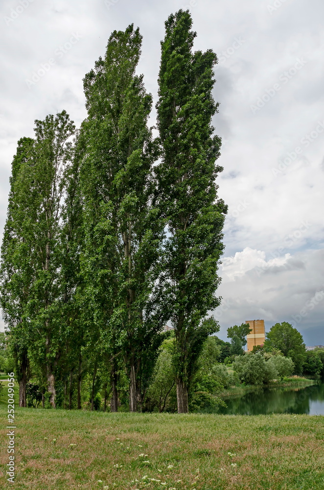 Fototapeta premium Springtime green on a beauty poplar or Populus and lake in residential district Drujba, Sofia, Bulgaria 