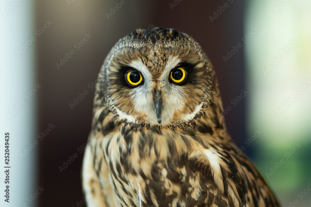 Beautiful Owl close up. Owl eyes. Background Beautiful Owl close up. Owl eyes. Background