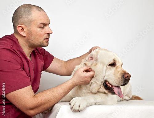 Dog breed Labrador on reception at the veterinary doctor. Doctor examines the ears of a dog