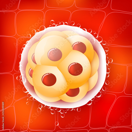 morula is an embryo consisting of 16 cells in a solid ball contained within the zona pellucida