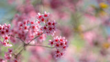 Pink Flower Blurred Background