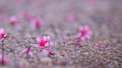 Pink Flower On Ground