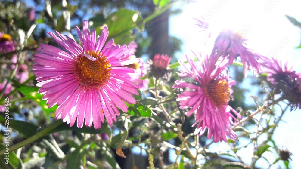 Obraz premium my life