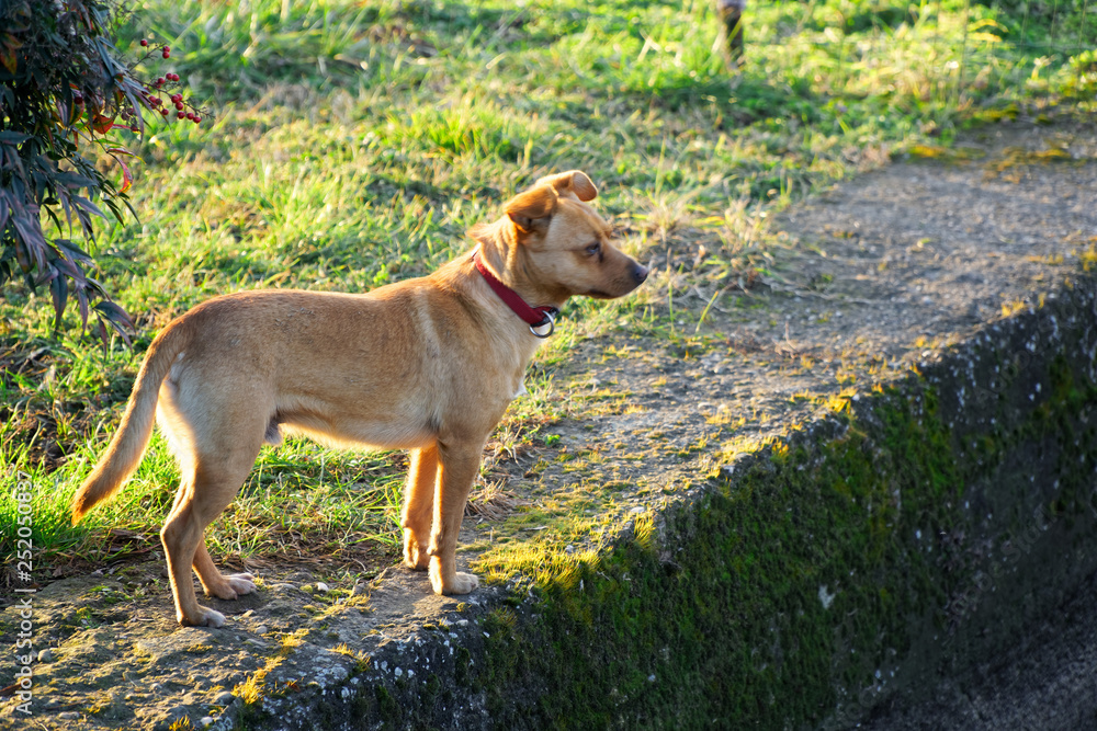 Cur dog on grass, cute domestic animal