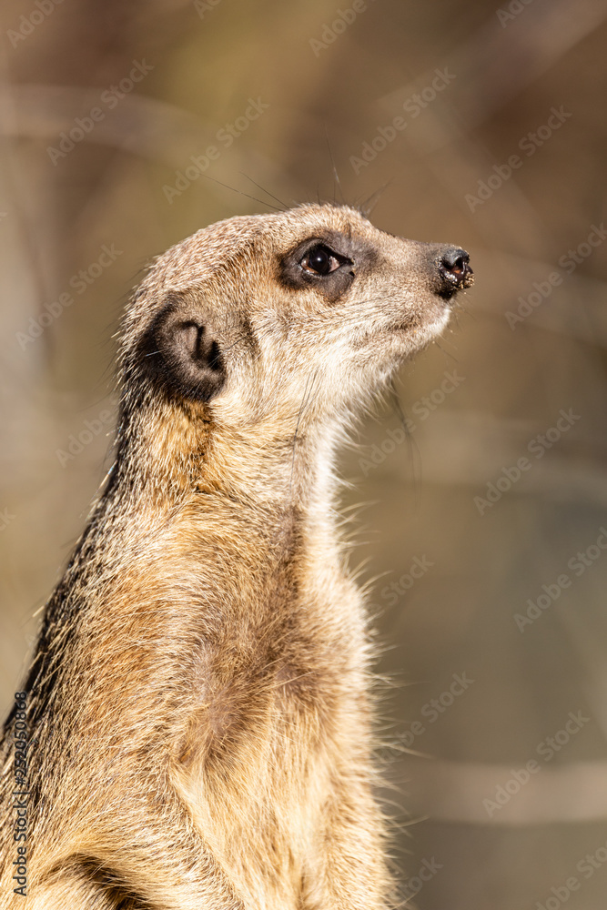Fototapeta premium Erdmännchen