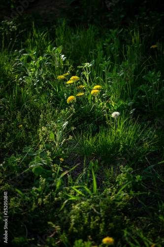 Green summer grass and flowers