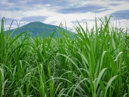 Foto Sugarcane plantations,the agriculture tropical plant