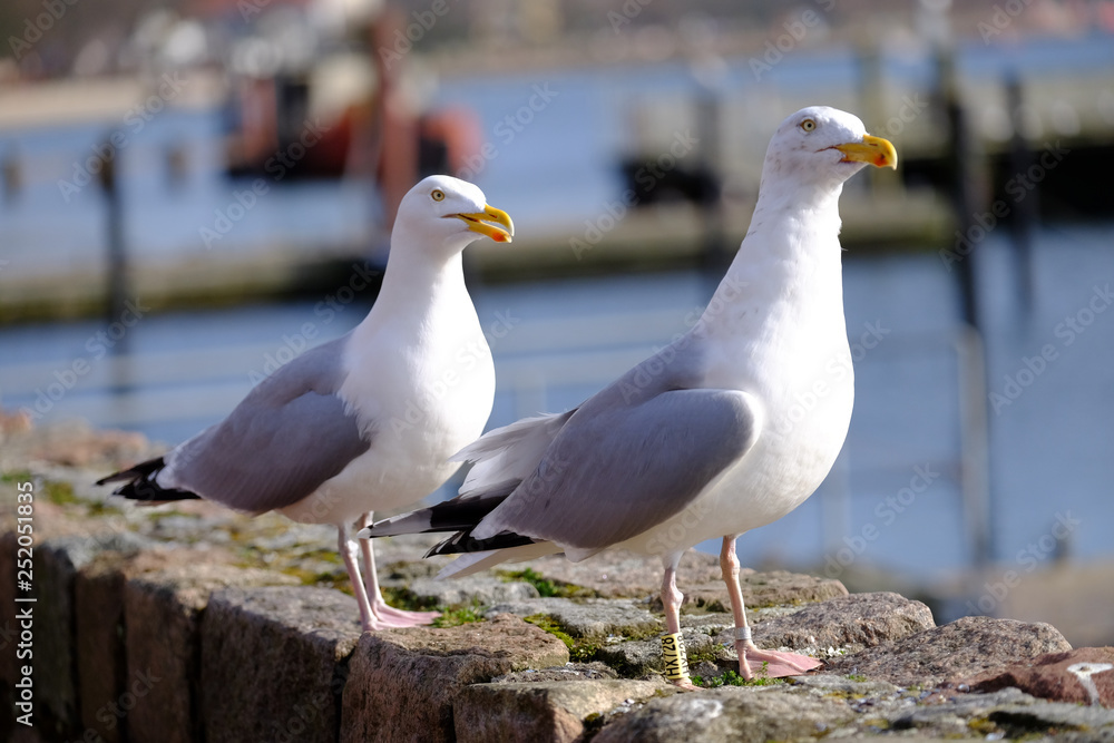 Silbermöwen betteln nach Nahrung Silbermöwen betteln nach Nahrung