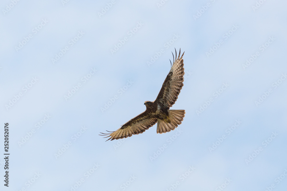 common buzzard (buteo buteo) in flight with spread wings and fingers common buzzard (buteo buteo) in flight with spread wings and fingers