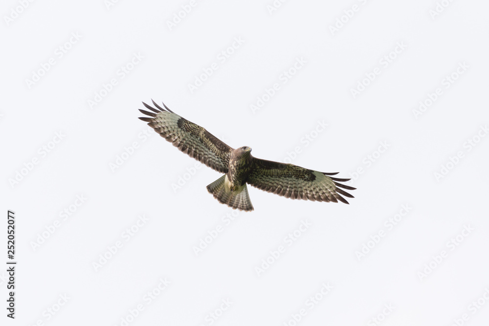 isolated common buzzard (buteo buteo) in flight with spread wings isolated common buzzard (buteo buteo) in flight with spread wings