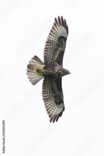 isolated common buzzard (buteo buteo) flying with spread wings