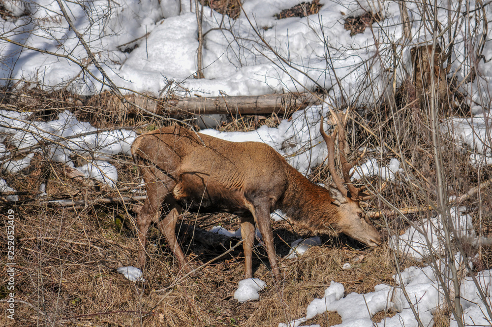 Naklejka premium Hirsch im Wald