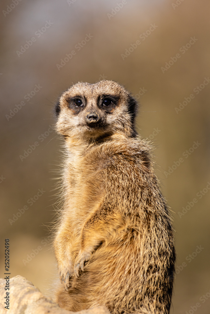 Erdmännchen Erdmännchen