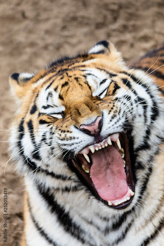 Obraz premium Tiger