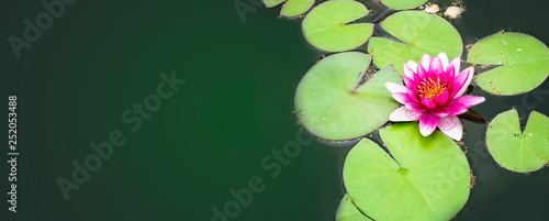 Foto Beautiful water lily flower in the pond surrounded by green leaves