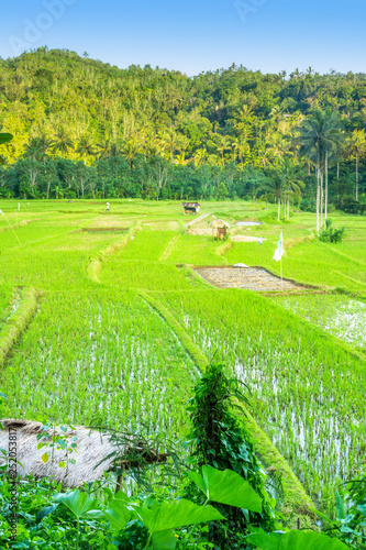 Lush green rice field or paddy in Bali