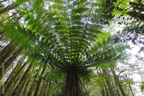 Ferns and other vegetation in Milford Sound  New Zealand