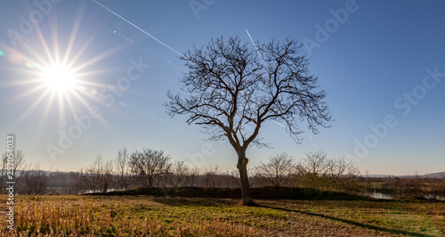 tree in the field