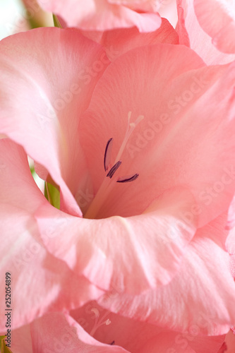 Bouquet of pink and white gladioli. Rose-color petals of gladiolus flowers close up.