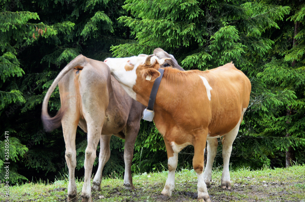 Two cows meadow austria