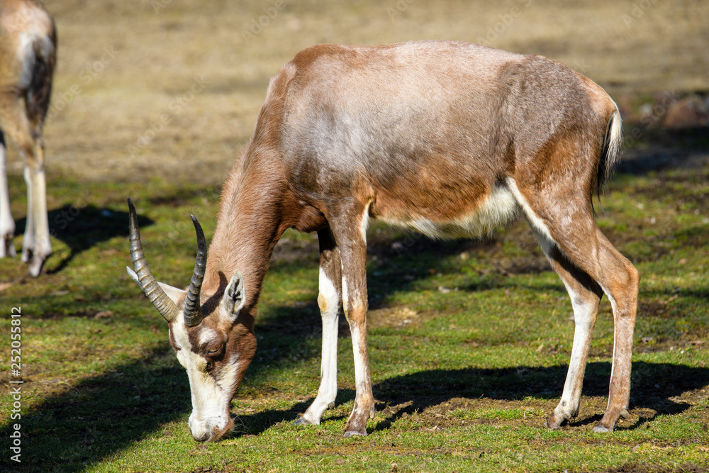 A blesbok antelope (Damaliscus pygargus) standing in grass A blesbok antelope (Damaliscus pygargus) standing in grass