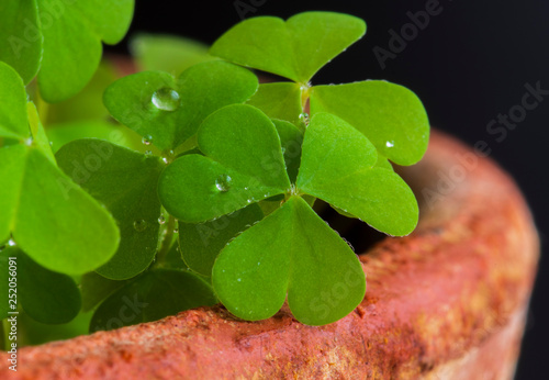 three-leaved grass similar to clover with dew drops photo