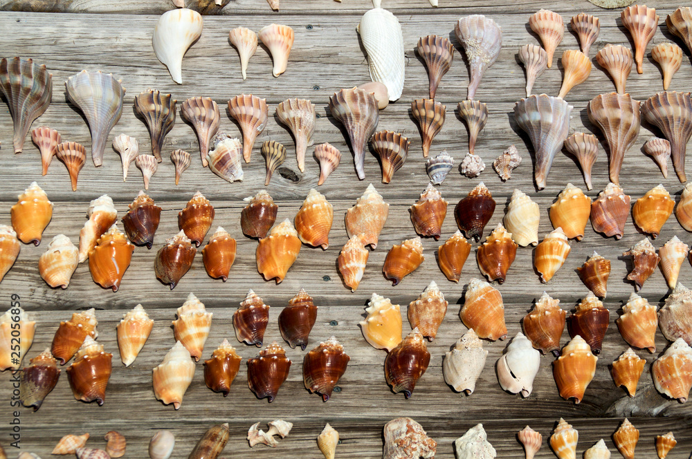 A collection of various size and types of sea shells found at ft