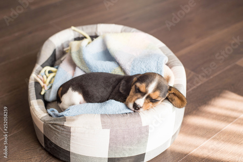 Small hound Beagle dog sleeping at home on the bed covered with a blanket