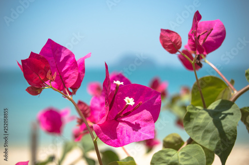 Portrait of bougainvillea flowers in a blue sky