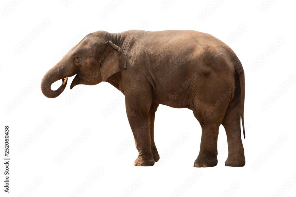 elephant isolated on white background - clipping paths. elephant isolated on white background - clipping paths.